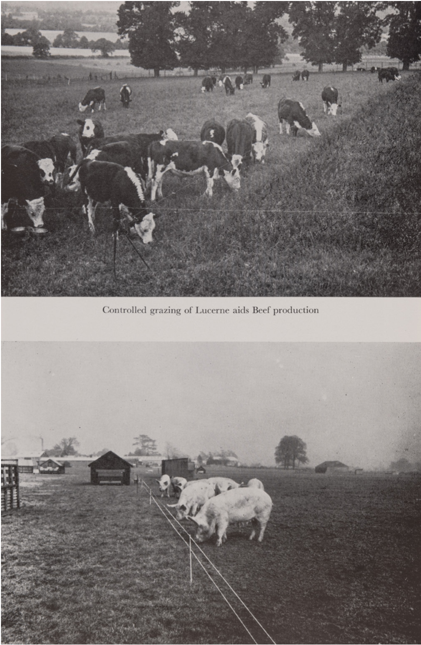 Figure 1: Electric fencing made it easier to feed cattle flexibly for the short term by setting up multiple paddocks, temporary leys, seeded with lucerne, or a strip of land that had been seeded with kale (called “kale folding”). Plate VIII, Electric Fencing Bulletin, n° 47 MAFF (1966) © the Museum of English Rural Life