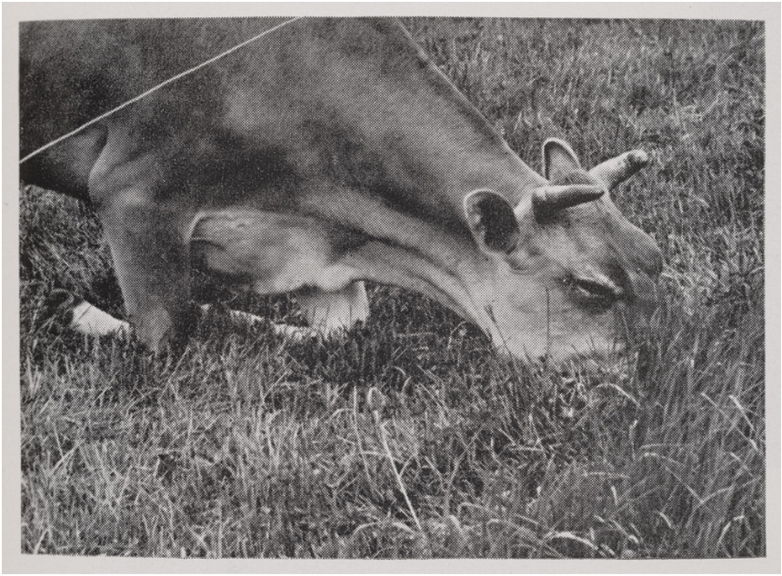 Figure 2: Many images of electric fencing show cattle reaching under the wire to graze. “The Extra Grass” in “Green Grass”, Agriculture, vol. 71, n° 4, April 1964. © the Museum of English Rural Life.